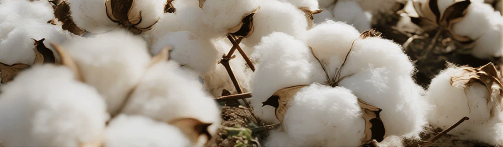 Raw cotton
